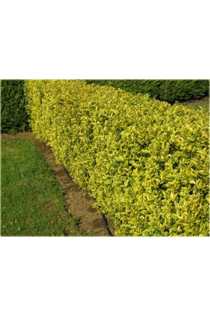 Бирючины Викарий для живой изгороди